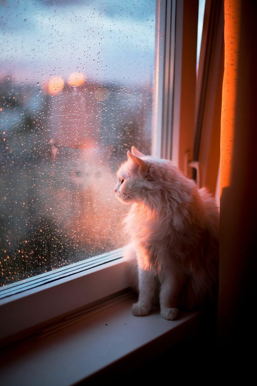 19 Rainy-Day Photos Capturing the Comfort and Calm People Find in the Rain