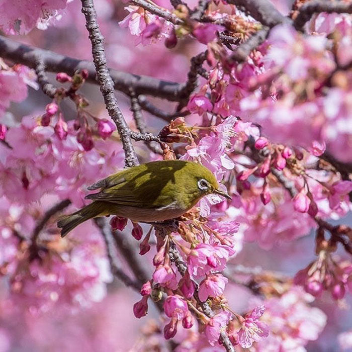 Cherry Blossoms Are in Full Bloom in This Japanese Town — and the Photos Are Pure Magic